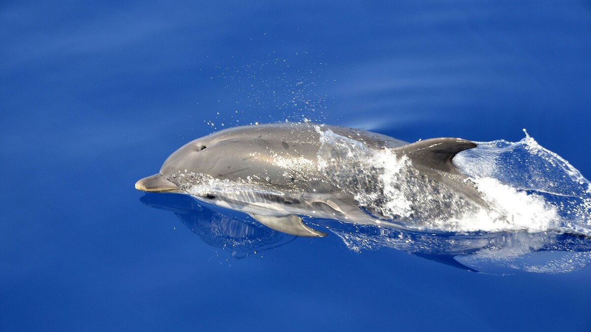 Reddet delfiner |
