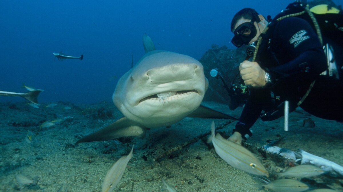 Tjurhajen: världens farligaste haj med Nigel Marven 
