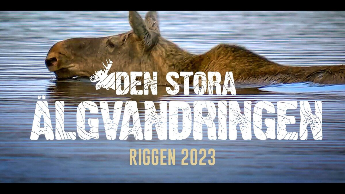 Den stora älgvandringen Riggen 2023 Streama online TV.nu