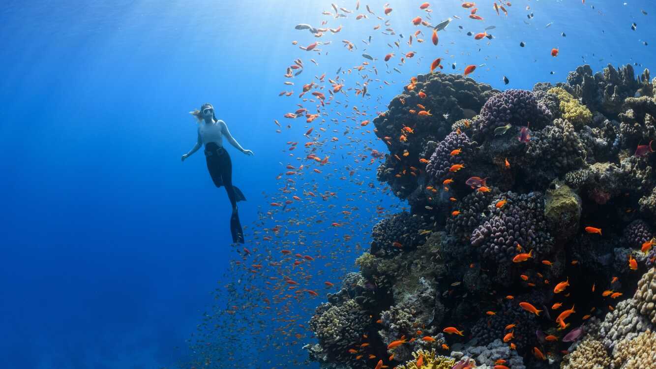 Beneath The Surface: The Fight For Coral