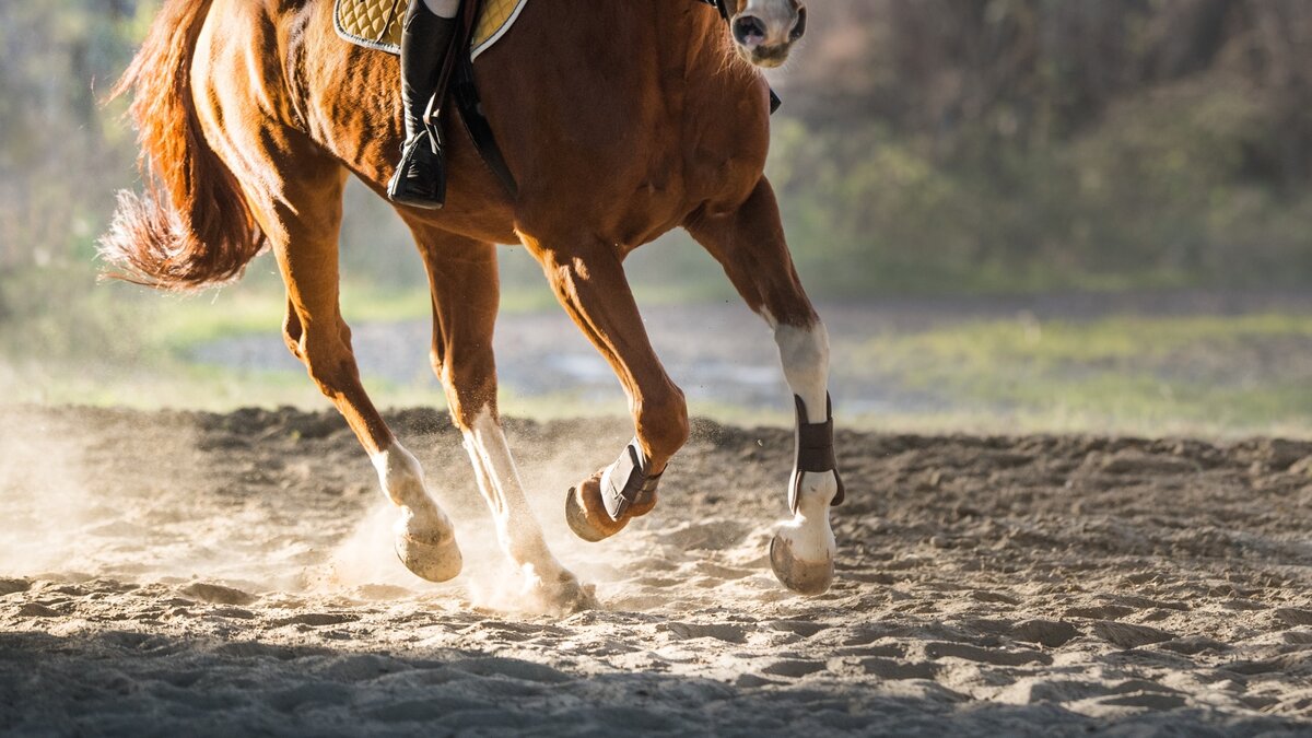 Adelaide Equestrian Festival Highlights 2024 Se på TV TV.nu